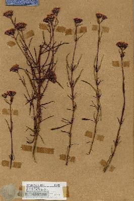 URN_catalog_HBHinton_herbarium_18591.jpg.jpg