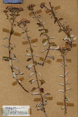 URN_catalog_HBHinton_herbarium_18592.jpg.jpg