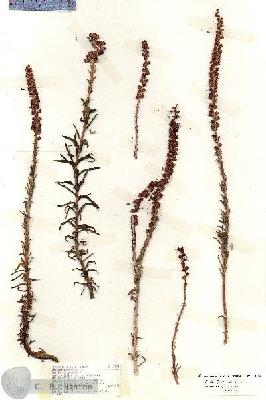URN_catalog_HBHinton_herbarium_18594.jpg.jpg