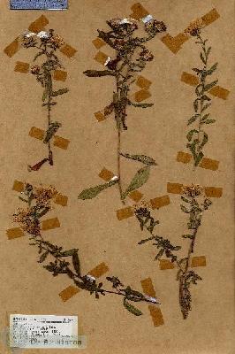 URN_catalog_HBHinton_herbarium_18619.jpg.jpg