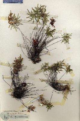 URN_catalog_HBHinton_herbarium_18639.jpg.jpg