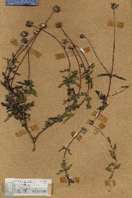 URN_catalog_HBHinton_herbarium_18627.jpg.jpg