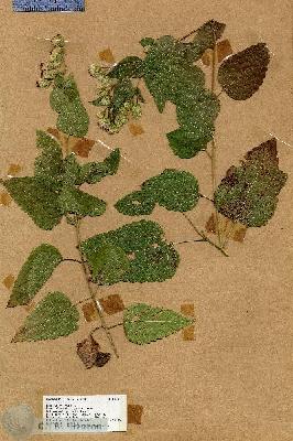 URN_catalog_HBHinton_herbarium_18630.jpg.jpg