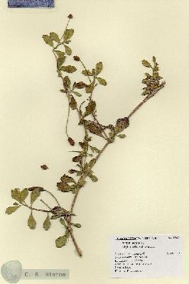 URN_catalog_HBHinton_herbarium_18631.jpg.jpg