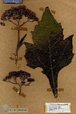 URN_catalog_HBHinton_herbarium_18645.jpg.jpg