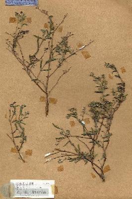 URN_catalog_HBHinton_herbarium_18699.jpg.jpg