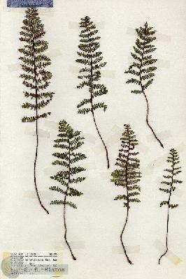 URN_catalog_HBHinton_herbarium_18700.jpg.jpg