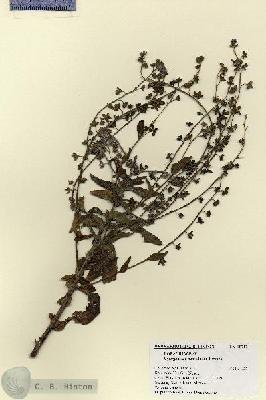 URN_catalog_HBHinton_herbarium_18717.jpg.jpg