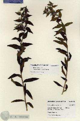 URN_catalog_HBHinton_herbarium_18718.jpg.jpg