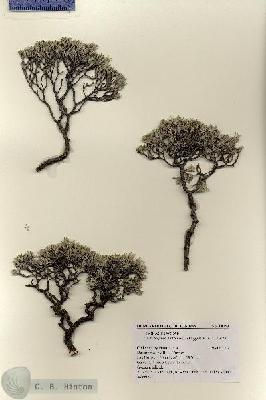 URN_catalog_HBHinton_herbarium_18754.jpg.jpg