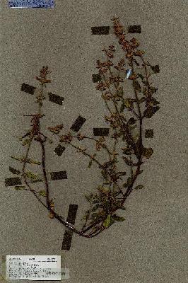 URN_catalog_HBHinton_herbarium_18723.jpg.jpg