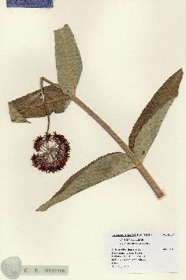 URN_catalog_HBHinton_herbarium_18758.jpg.jpg