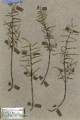 URN_catalog_HBHinton_herbarium_18737.jpg.jpg