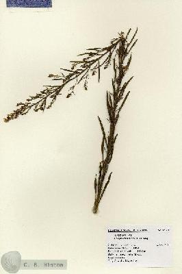 URN_catalog_HBHinton_herbarium_18761.jpg.jpg