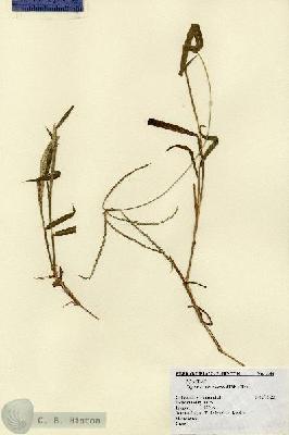 URN_catalog_HBHinton_herbarium_2260.jpg.jpg