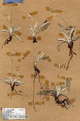 URN_catalog_HBHinton_herbarium_18795.jpg.jpg