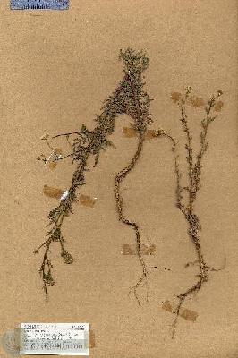 URN_catalog_HBHinton_herbarium_18817.jpg.jpg