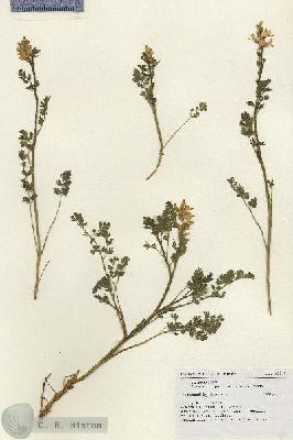 URN_catalog_HBHinton_herbarium_18812.jpg.jpg