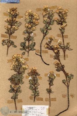 URN_catalog_HBHinton_herbarium_18815.jpg.jpg