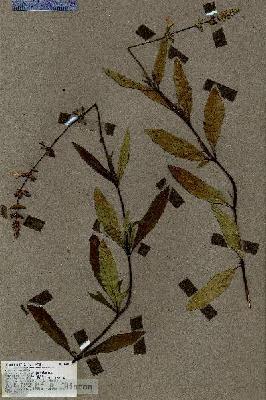 URN_catalog_HBHinton_herbarium_18840.jpg.jpg