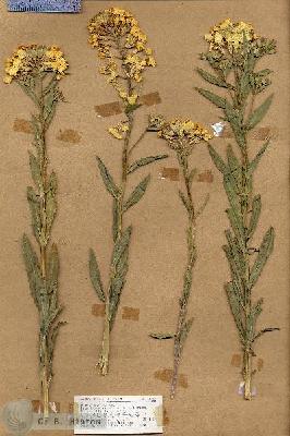 URN_catalog_HBHinton_herbarium_18845.jpg.jpg