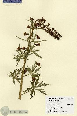 URN_catalog_HBHinton_herbarium_18883.jpg.jpg