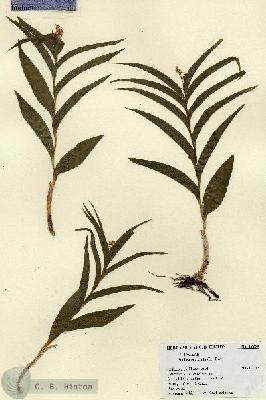 URN_catalog_HBHinton_herbarium_18860.jpg.jpg