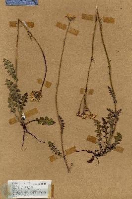 URN_catalog_HBHinton_herbarium_18866.jpg.jpg