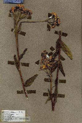 URN_catalog_HBHinton_herbarium_18914.jpg.jpg