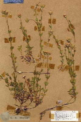URN_catalog_HBHinton_herbarium_18904.jpg.jpg