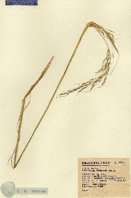URN_catalog_HBHinton_herbarium_1893.jpg.jpg