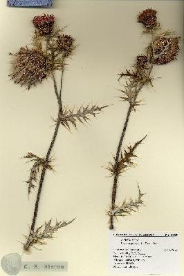 URN_catalog_HBHinton_herbarium_18909.jpg.jpg