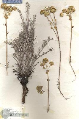 URN_catalog_HBHinton_herbarium_18918.jpg.jpg