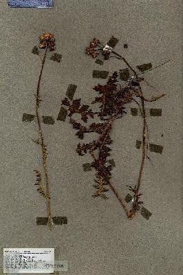 URN_catalog_HBHinton_herbarium_18921.jpg.jpg