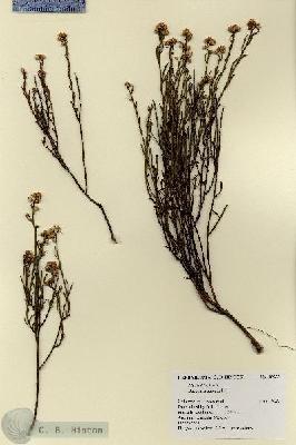 URN_catalog_HBHinton_herbarium_18933.jpg.jpg