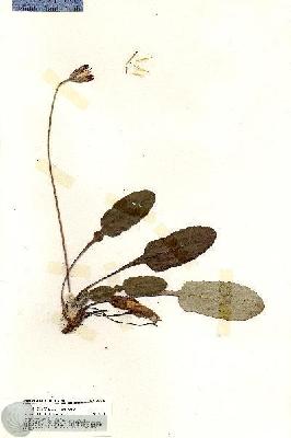 URN_catalog_HBHinton_herbarium_20218.jpg.jpg
