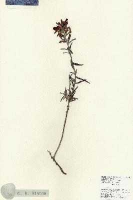 URN_catalog_HBHinton_herbarium_25953.jpg.jpg