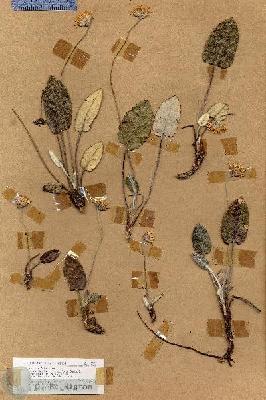 URN_catalog_HBHinton_herbarium_18955.jpg.jpg