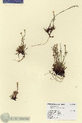 URN_catalog_HBHinton_herbarium_18956.jpg.jpg
