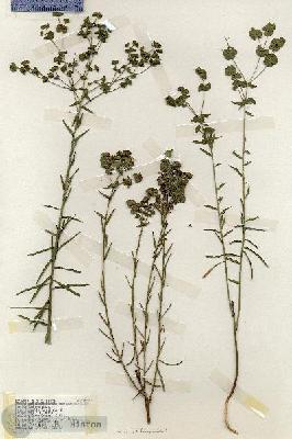 URN_catalog_HBHinton_herbarium_18959.jpg.jpg