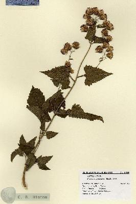 URN_catalog_HBHinton_herbarium_19039.jpg.jpg