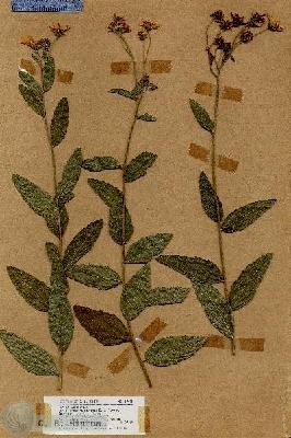 URN_catalog_HBHinton_herbarium_19041.jpg.jpg