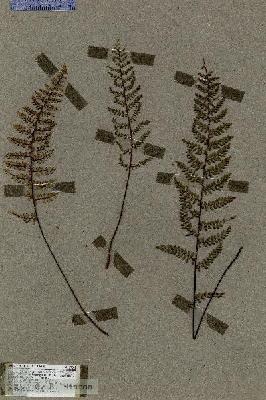 URN_catalog_HBHinton_herbarium_19042.jpg.jpg