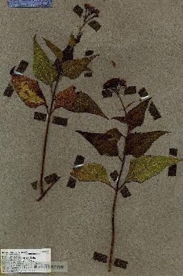 URN_catalog_HBHinton_herbarium_19043.jpg.jpg
