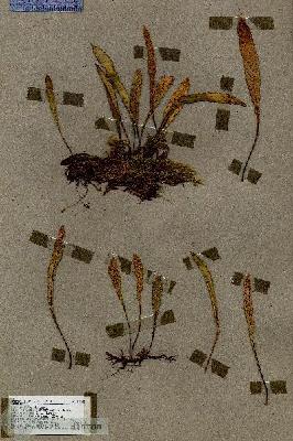 URN_catalog_HBHinton_herbarium_19044.jpg.jpg