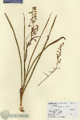 URN_catalog_HBHinton_herbarium_19047.jpg.jpg