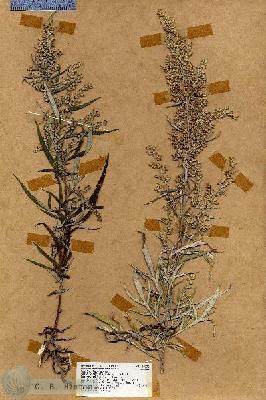 URN_catalog_HBHinton_herbarium_19072.jpg.jpg