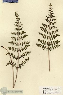 URN_catalog_HBHinton_herbarium_19094.jpg.jpg