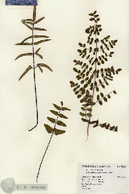 URN_catalog_HBHinton_herbarium_19095.jpg.jpg