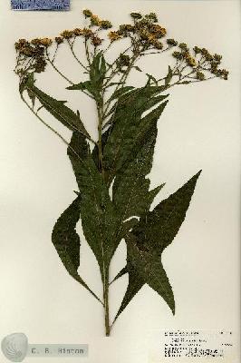 URN_catalog_HBHinton_herbarium_21414.jpg.jpg